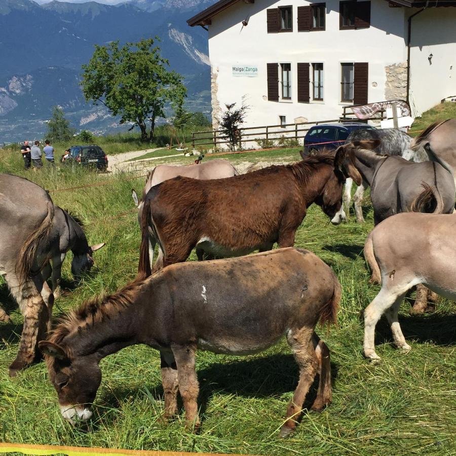 アルコ Trentino In Malga: Malga Zangaゲストハウス エクステリア 写真